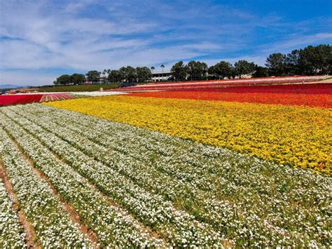 Vista Aérea De Los Campos De Flores El Turista Puede Disfrutar De Las