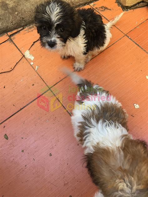 For Sale Shih Tzu Poodle Mix Puppies Spanish Town