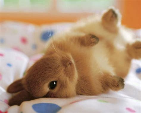 105 Of The Cutest Bunnies Ever Bored Panda
