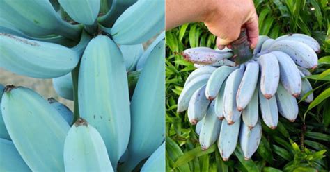 Blue Java Bananas That Apparently Taste Like Vanilla Ice Cream Exist In