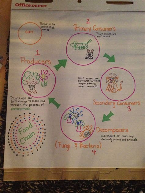 Food Chain 4th Grade Science Anchor Charts Pinterest