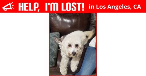 Lost Dog Los Angeles California Yuki