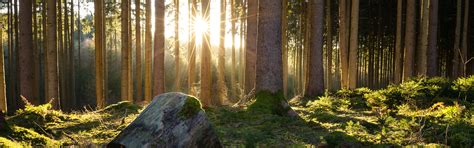 Wallpaper Forest Trees Moss Sunshine Morning 3840x2160 Uhd 4k