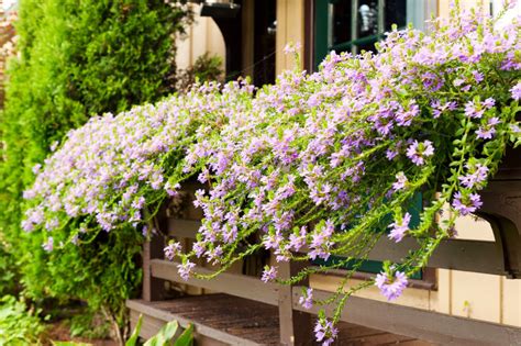 Many plants too tender to bed out in the open ground may be trusted to window planters. 20 Wonderfull Window and Balcony Flower Box Ideas That You ...