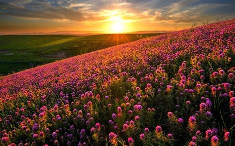 Sunset Over Mountain Flowers Wallpaper And Background