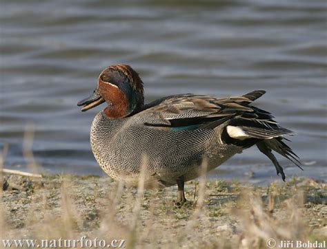 Anas Crecca Pictures Common Teal Images Nature Wildlife Photos