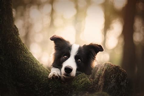 Look Face Tree Dog Bokeh The Border Collie Hd Wallpaper