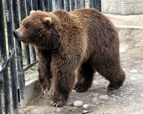 A Day At The Alaska Zoo