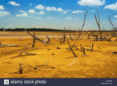 Tree Desert Wasteland Hot Dry Dried Up Barren Landscape Stock