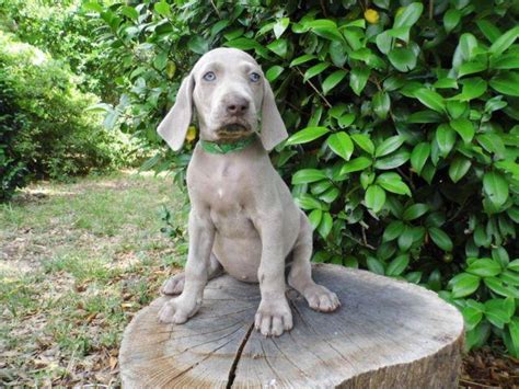 Akc 9 Weeks Old Weimaraner For Sale In Sumterville Florida Classified