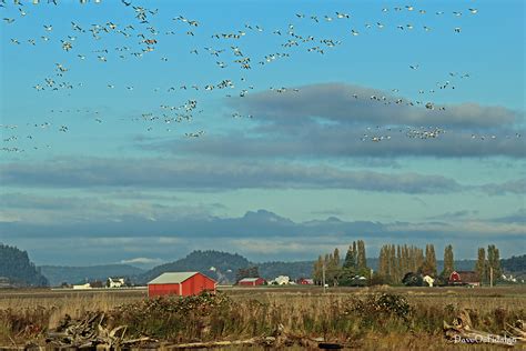 Skagit Valley Morning