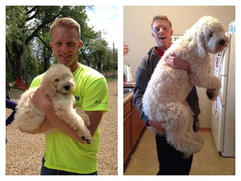 The goldendoodles coat tends to be curlier whereas the labradoodle's coat tends to be more terrier like; Golden Barns