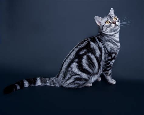 Get To Know The American Shorthair One Of Americas Original Cats Catster
