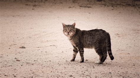 Feral Cat Facts Trap And Return