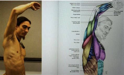Anatomy Raised Arm Armpit Figuredrawing Figure Drawing Arms