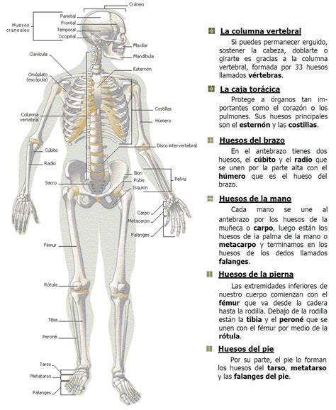 Lista Foto Huesos Del Cuerpo Humano Por Partes Alta Definición