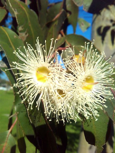 Tasmania Blue Gum Eucalyptus Globulus Australian Native Plants