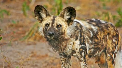 Look so healthy, another added. Endangered African painted dog pup killed at Florida zoo ...