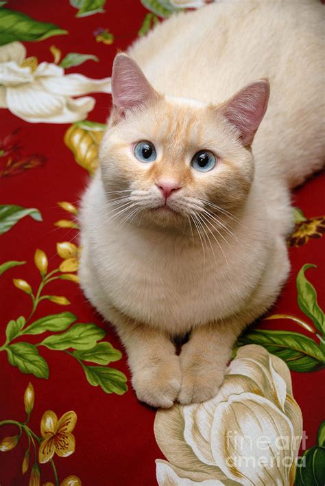 Flame Point Siamese Cat Photograph By Amy Cicconi Pixels