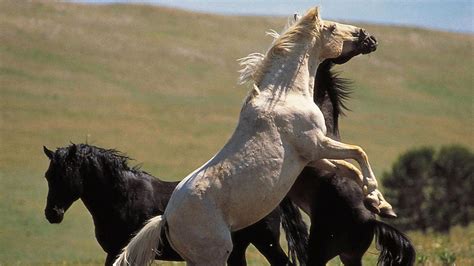 Cloud Wild Stallion Of The Rockies About Nature Pbs
