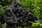 Tierlexikon: Gorilla – WWF Panda Club
