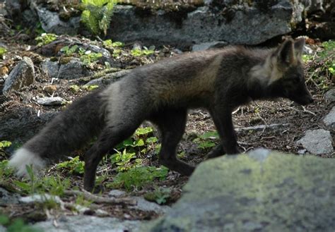 Dont Feed The Rare Cascade Foxes At Mount Rainier National Park
