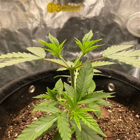 Budtrainer How To Top Your Plants For Maximum Yield