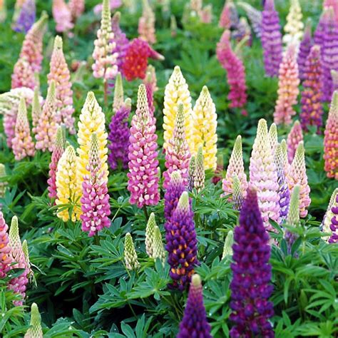 I love perennials because they come back every year: Lupine, Popsicle Mix - TheTreeFarm.com