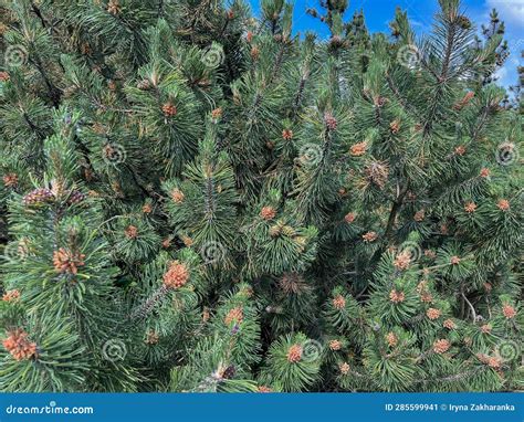 A Slender Green Pine Tree Blooms In The Park Stock Image Image Of