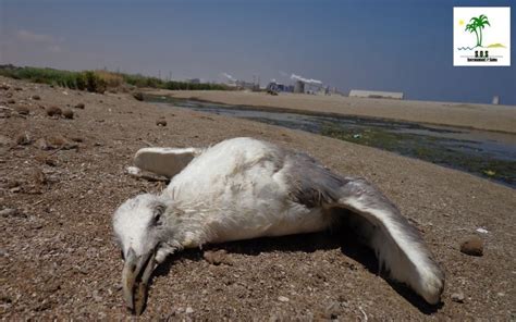 The Tunisian Chemical Group Ecocide In Gabes Tunisia Country Bears