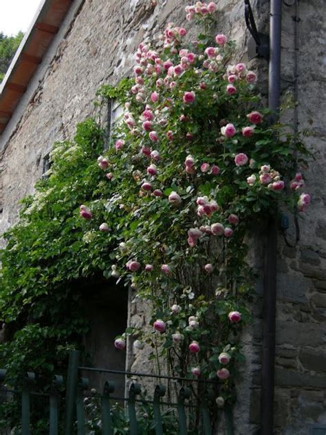 Desperate To Grow Some Pierre De Ronsard Roses Around The Front Of