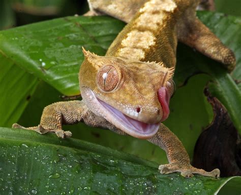 What Is A Crested Gecko Answered Twinkl Teaching Wiki