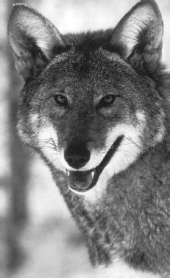 The wolf is legendary for a reason, and unsplash photographers have managed to capture the power and majesty of this creature in it's natural habitat. NATURALIST'S NOTEBOOK: Coyote Influx Threatens Red Wolf ...