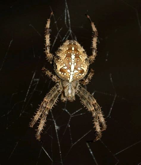 The Cross Orb Weaver Or Common Garden Spider Facts Hubpages