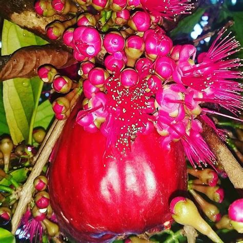 Jual Tanaman Buah Dalam Pot Di Instagram Jambu Jamaikaberbuahdi
