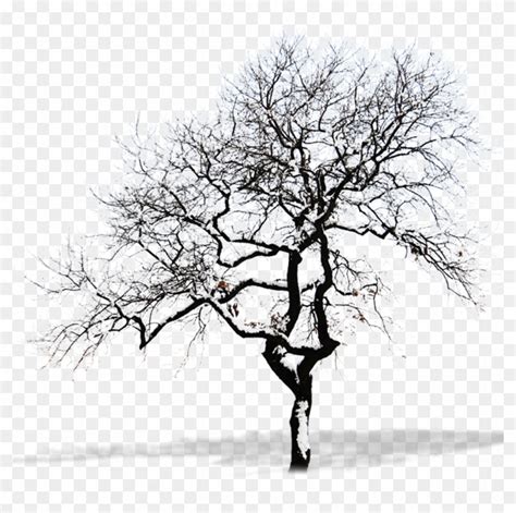 Snow Tree Branch Winter Tree Png Free Transparent Png Clipart