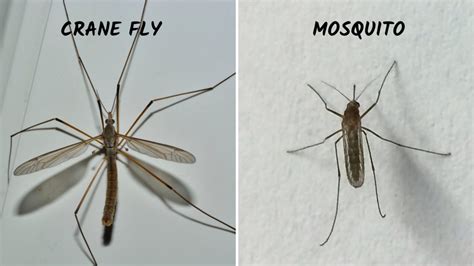 Crane Fly Vs Mosquito Main Differences Identification And Biology