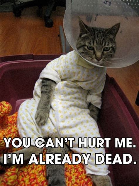 Cat In Pajamas Meme Cat Meme Stock Pictures And Photos
