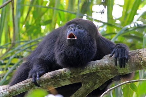 Interesting Facts About The Black Howler Monkey Animal Media Foundation