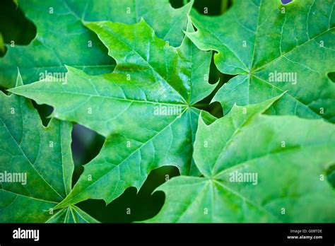 Green Maple Leaves Stock Photo Alamy
