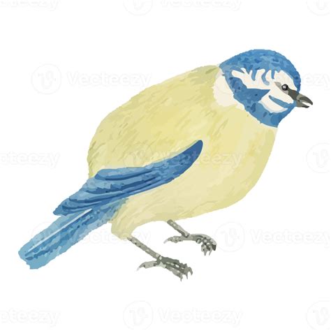 Exotic Bird Illustration 12662597 Png
