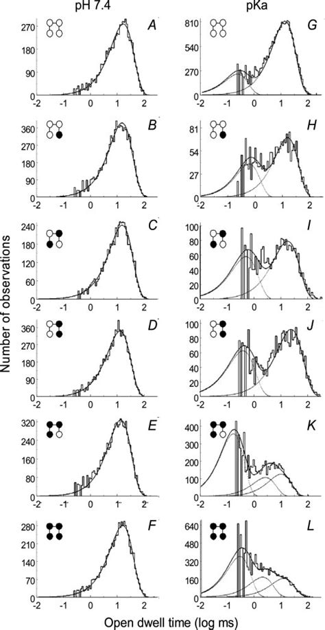 Open State Dwell Time Histograms Of Tandem Tetrameric Channels One