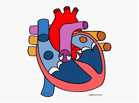 Clipart Of A Human Heart 10 Free Cliparts Download Images On