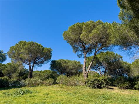Pine Trees In A Park Free Stock Photo Public Domain Pictures