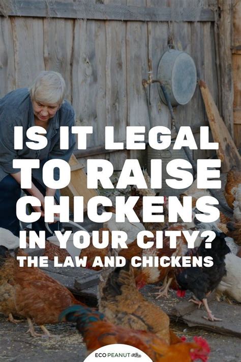 is it legal to raise chickens in your city the law and chickens raising backyard chickens