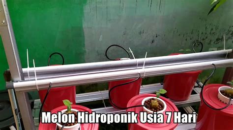 Melon Hidroponik Sistem Dutch Bucket Usia Hari Youtube