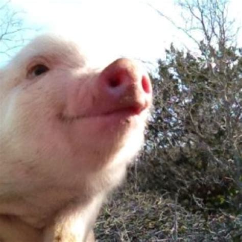 This Piggys Smile Makes This Piggy Smile Cute Piglets Pet Pigs