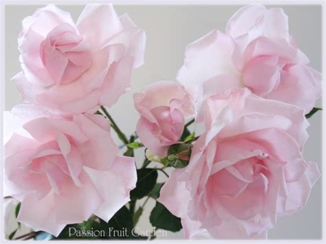 Soft Delicate Pink Rose Passion Fruit Garden