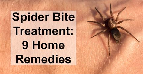 The center will check back in with you after an hour, and then up to 72 hours after the first phone call. Spider Bite Treatment: 9 Home Remedies - David Avocado Wolfe