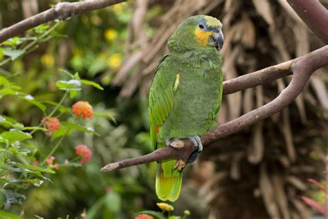 Orange Winged Amazon Parrot — Full Profile History And Care